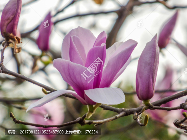 紫色玉蘭花