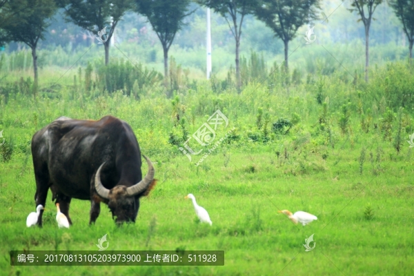 水牛