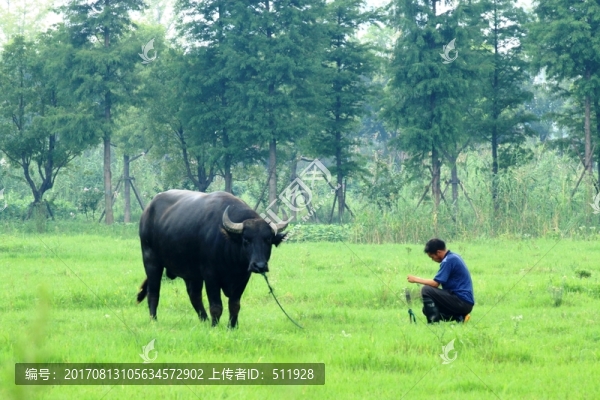 水牛
