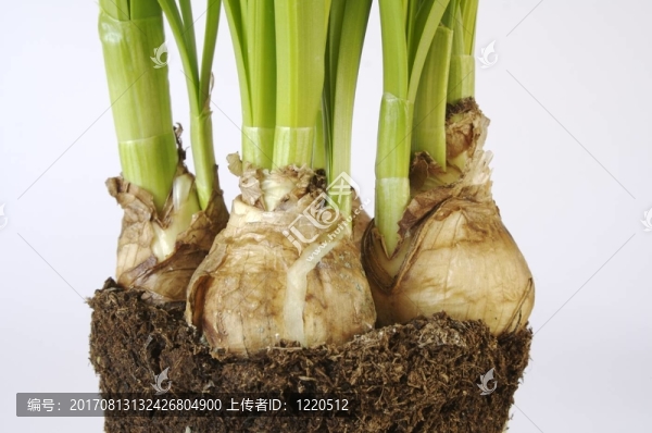 球根花卉