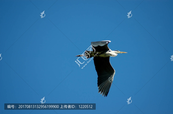 藍(lán)色的光芒