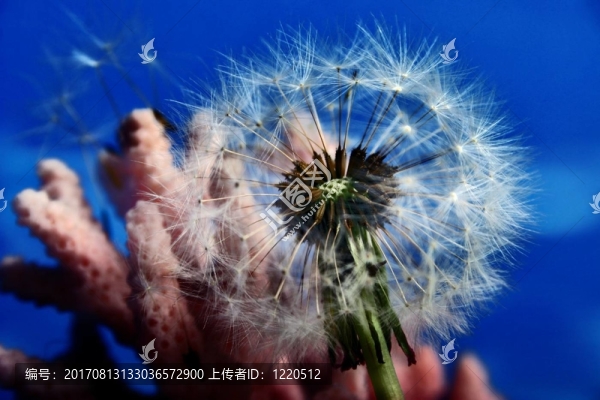 pusteblume與珊瑚