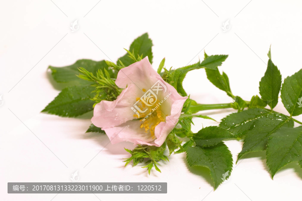 花卉