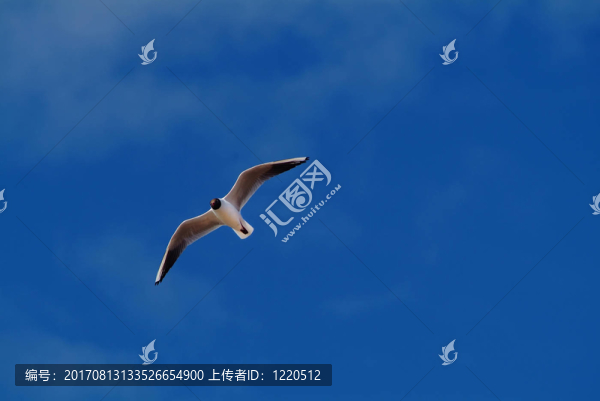 鳥