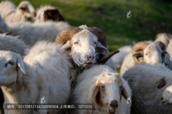 羊群