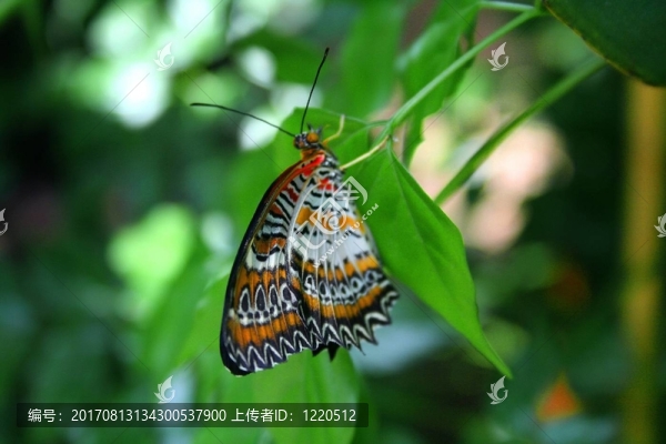 藍色