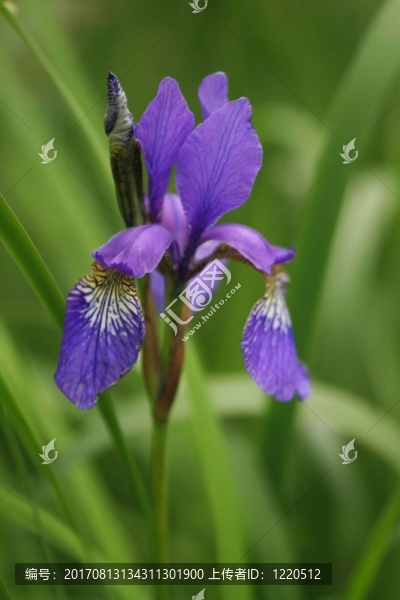 藍(lán)色
