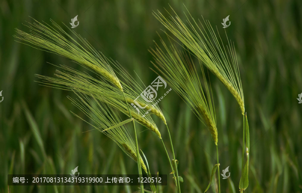 農(nóng)業(yè)