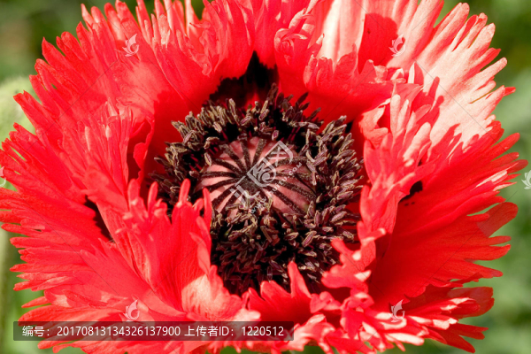 花卉