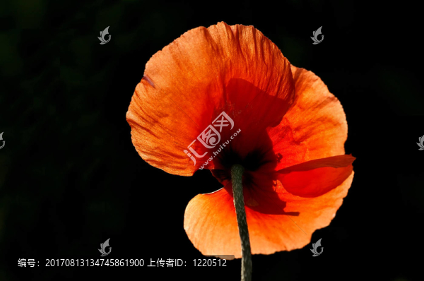 背光