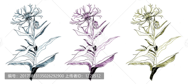 矢車(chē)菊（S）