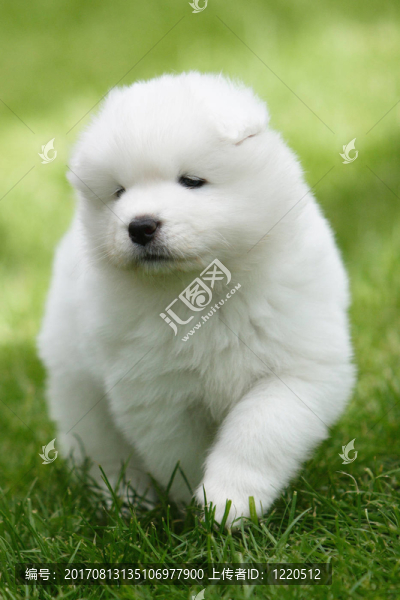 年輕的samojedenwelpe