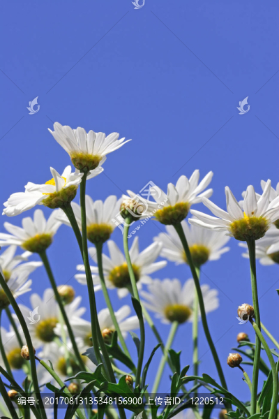 雛菊