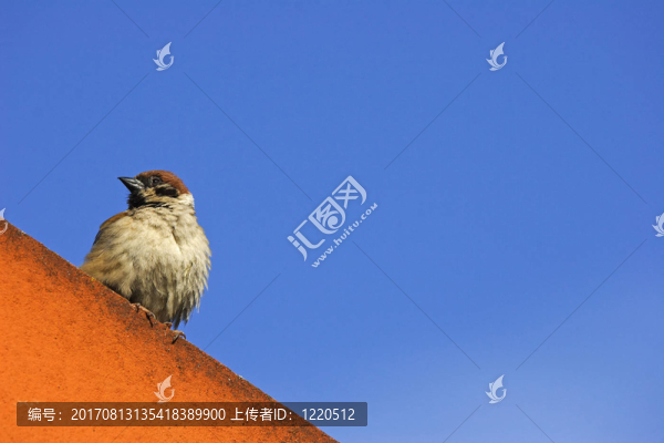 小麻雀