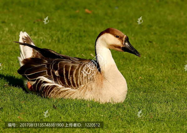公園的鳥