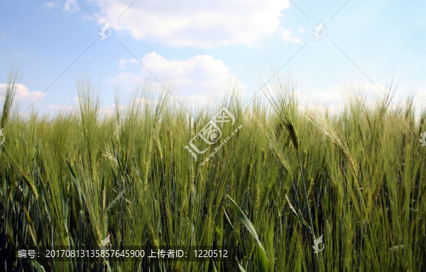 Gerstenfeld