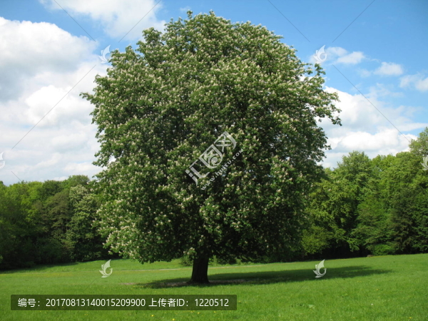 kastanienbaum