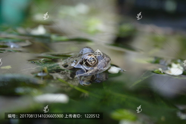 花園