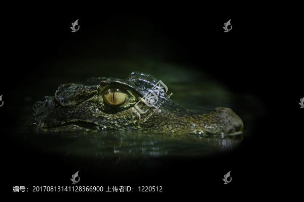 卡爾曼