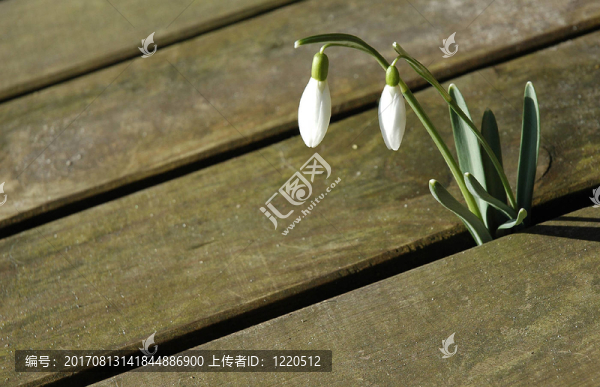 雪花蓮