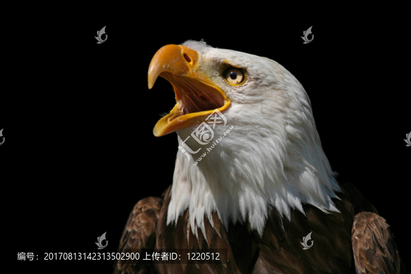 陽光下的艾德勒