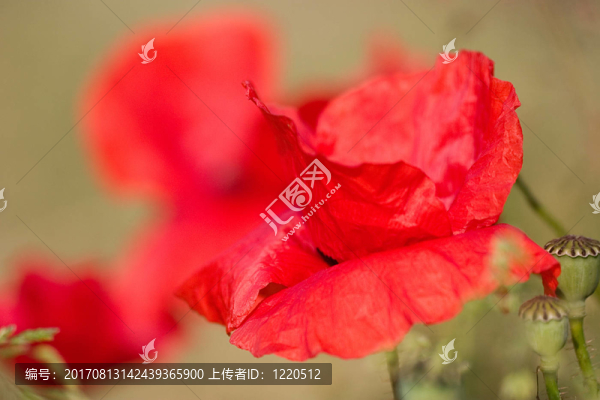 mohnblüTE,6