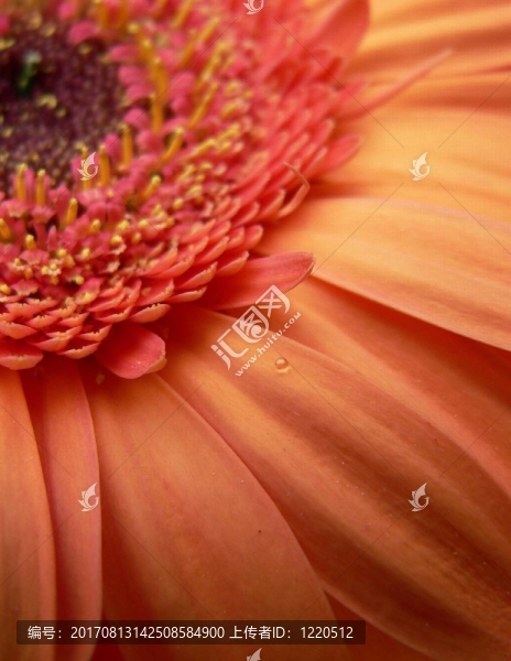 花卉