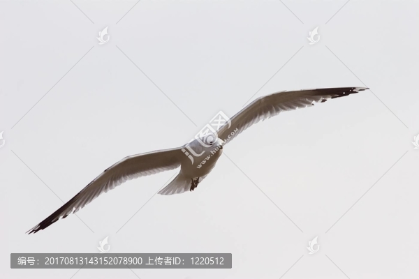 海鷗在5航班