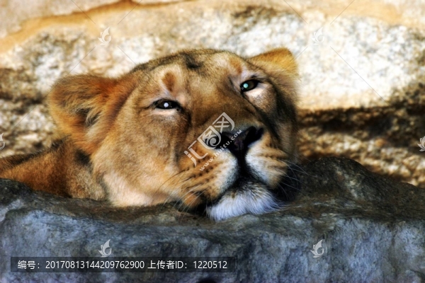獅子的肖像