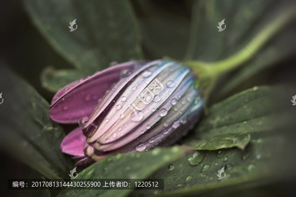 雨降下來…
