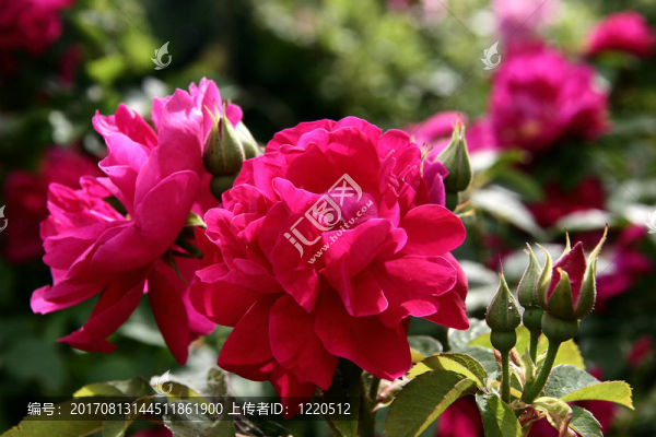 花園