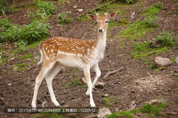 生活