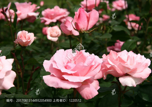 玫瑰品種