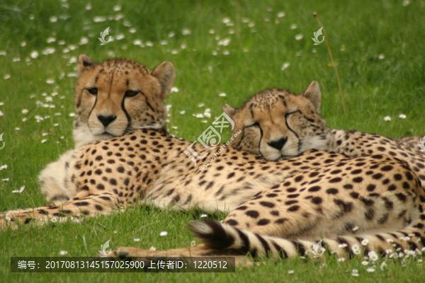 獵豹