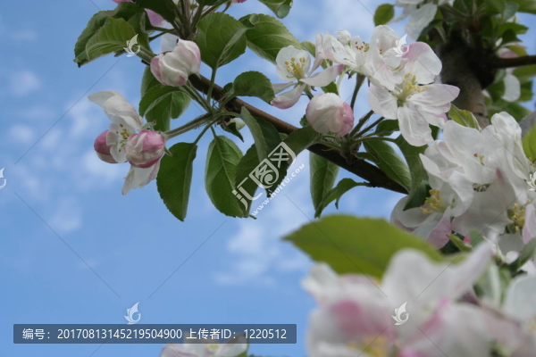 蘋果花三