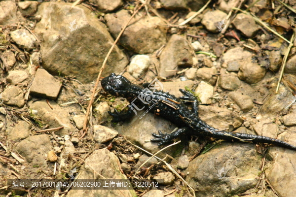 高山蠑螈