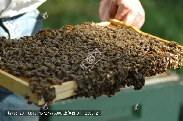 在工作的養(yǎng)蜂人