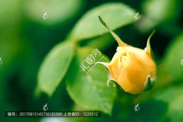 黃玫瑰