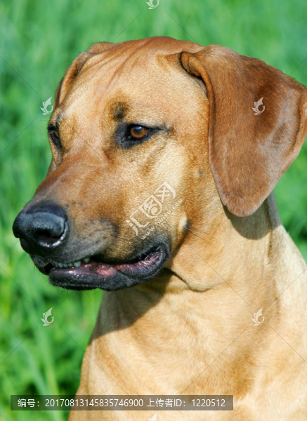 羅得西亞脊背犬肖像