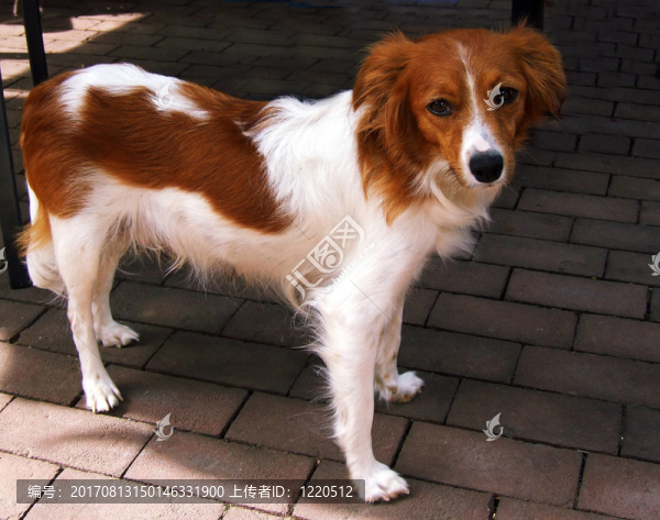 kooikerhondje