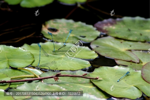 藍色的水域