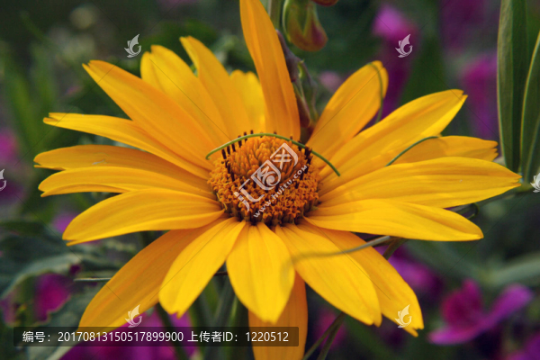 花園