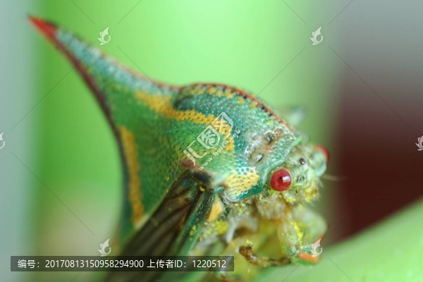 昆蟲