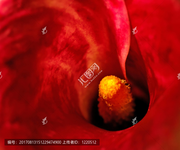 馬蹄蓮紅色的漩渦
