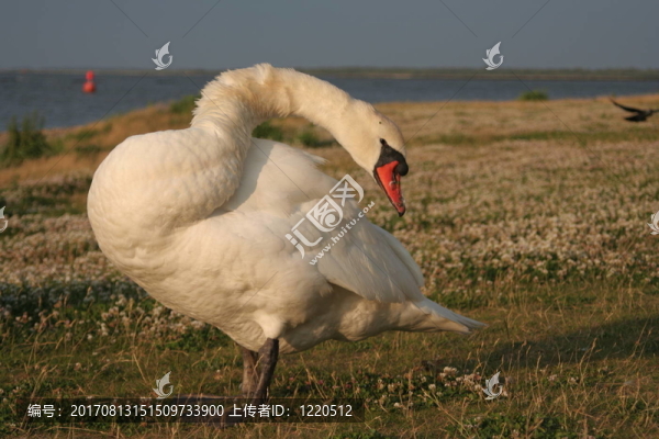 鳥
