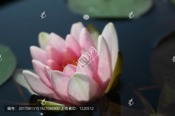 水百合