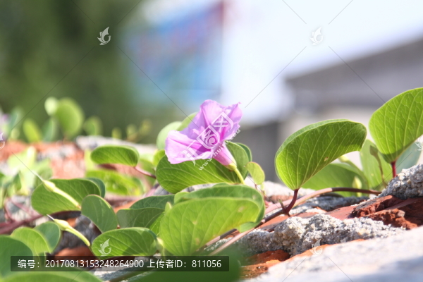 花,鮮花