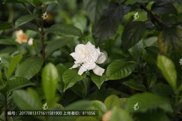 花,鮮花