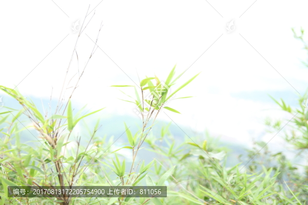 草