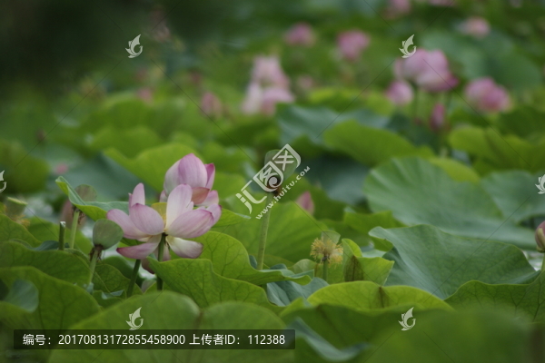 蓮蓬,蓮藕,荷葉,荷花,荷塘
